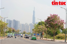TP Hồ Chí Minh: Hoa kèn hồng khoe sắc rực rỡ trên nhiều tuyến đường