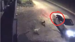 TP Hồ Chí Minh: Đi ô tô, dùng dụng cụ tự chế bắn chích điện để trộm chó 