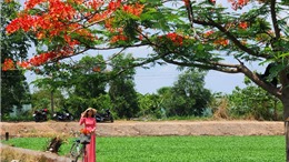 Những cây phượng nở hoa đỏ rực cuốn hút nhiều người đến chụp ảnh