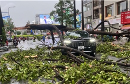 TP Hồ Chí Minh: Mưa lớn kèm gió giật, nhánh cây xanh gãy đè trúng ô tô 7 chỗ