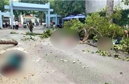 TP Hồ Chí Minh: Nhân chứng kể vụ nhánh cây gãy đè 5 người thương vong