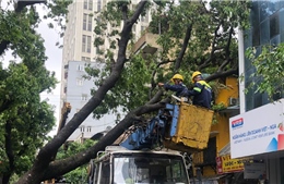 TP Hồ Chí Minh: Cử 48 công nhân ra hỗ trợ Hà Nội và Hải Phòng dọn dẹp cây đổ sau bão