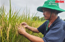 TP Hồ Chí Minh phát triển vùng sản xuất lúa, gạo ST25 hữu cơ