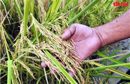 Gạo ST25 và câu chuyện thương hiệu hoá hệ sinh thái nông sản Việt