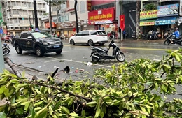 TP Hồ Chí Minh: Một người tử vong do nhánh cây xanh gãy trong mưa lớn