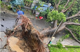 TP Hồ Chí Minh: Mưa dông, cây xanh đổ đè ô tô và người đi đường