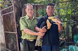 Người dân TP Hồ Chí Minh tự nguyện bàn giao chim hồng hoàng quý hiếm