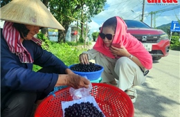Mùa trái trâm chín níu chân du khách đến vùng Bảy Núi An Giang
