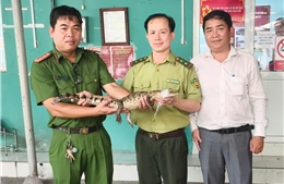 TP Hồ Chí Minh: Bàn giao cá sấu bắt được ở kênh Nước Đen cho Chi cục Kiểm lâm