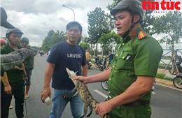 TP Hồ Chí Minh: Đã bắt được cá sấu trên kênh Nước Đen