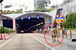 TP Hồ Chí Minh: Xử phạt chủ nuôi để bò đi vào hầm sông Sài Gòn