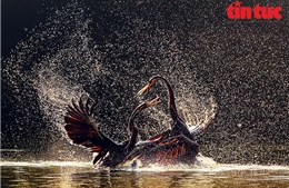 ‘Vũ điệu từ thiên nhiên’ lan tỏa tình yêu đa dạng sinh học Việt Nam