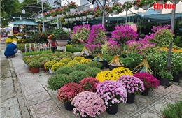 TP Hồ Chí Minh: Rực rỡ hoa, cây cảnh chơi Tết Bính Ngọ 2026 