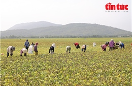 Nông dân vùng Bảy Núi tất bật thu hoạch đậu xanh những ngày giáp Tết