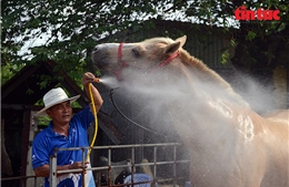 Nghề nuôi ngựa đua vang bóng một thời ở TP Hồ Chí Minh