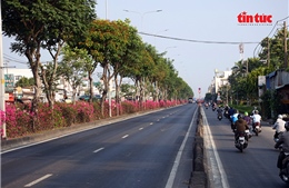 Hoa giấy phủ sắc rực rỡ trên nhiều tuyến đường cửa ngõ TP Hồ Chí Minh