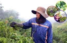 Nhọc nhằn nghề hái rau đọt choại vùng ven TP Hồ Chí Minh