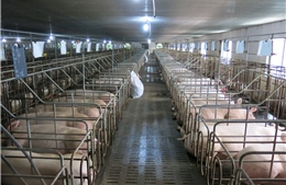 TP Hồ Chí Minh kiểm soát chặt để phòng chống dịch tả lợn châu Phi