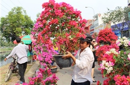 Hoa Tết đã ngập phố phường, hoa lan, hoa mai vẫn &#39;nổi trội&#39; nhất