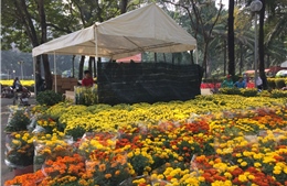 TP Hồ Chí Minh: Đồng loạt mở cửa các chợ hoa phục vụ Tết Kỷ Hợi 2019