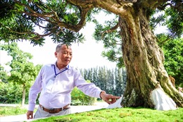 Cây bonsai có giá gần 5 tỷ đồng tại Long An