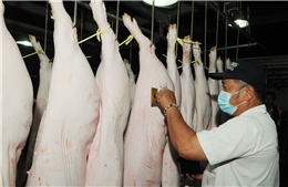 TP Hồ Chí Minh kiểm soát chặt nguồn gốc thịt lợn trước khi đưa ra thị trường