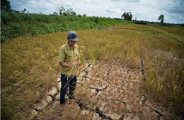Đồng bằng sông Cửu Long: Lúa cháy cạn đồng, người khô nước ngọt vì hạn mặn chưa từng có trong lịch sử