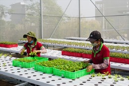 Khôi phục sản xuất nông nghiệp chủ lực của TP Hồ Chí Minh - Bài 1: Co cụm vì dịch