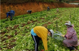  Lâm Đồng hỗ trợ hơn 6.000 tấn nông sản cho các tỉnh bị dịch COVID-19