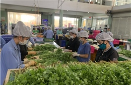 TP Hồ Chí Minh đảm bảo cung ứng hàng hóa dồi dào trong dịp Tết 