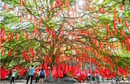 TP Hồ Chí Minh: Giới trẻ đổ xô check-in với &#39;cây ước nguyện&#39; 300 tuổi