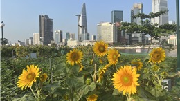 Công viên bờ sông Sài Gòn sẽ thu hẹp vườn hoa hướng dương
