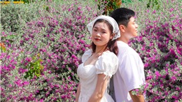 Du khách thích thú &#39;check in&#39;  vườn hoa tuyết sơn phi hồng tại TP Hồ Chí Minh