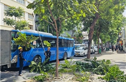 TP Hồ Chí Minh thay thế 3.425 cây xanh có tình trạng hư hại, khiếm khuyết