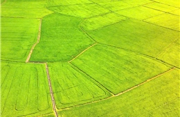 TP Hồ Chí Minh: Du khách đổ về cánh đồng lúa An Nhứt săn ảnh đẹp