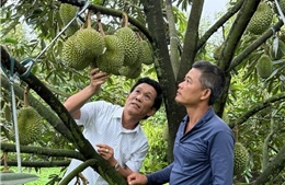 Bảo vệ thương hiệu sầu riêng Việt: Không thể chỉ &#39;cấm&#39; mà phải &#39;dạy cách làm mới&#39;