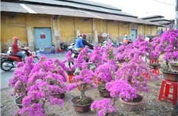 TP Hồ Chí Minh: Tái hiện không gian Tết sông nước với chợ hoa xuân 'Trên bến dưới thuyền'