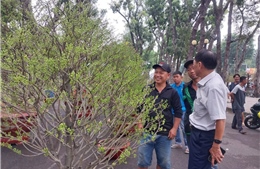 TP Hồ Chí Minh: Các chợ hoa Tết hút khách mua với giá khá 'mềm'