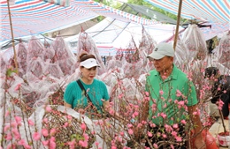 Hoa mai, hoa đào hút khách tại chợ hoa Tết TP Hồ Chí Minh