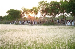 Đón hoàng hôn lãng mạn như phim trường trên cánh đồng cỏ lau ở ĐH Quốc gia TP Hồ Chí Minh