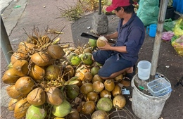 Giá dừa tăng mạnh theo sức nóng thị trường xuất khẩu