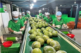Đưa nông sản Việt vươn xa - Bài 2: Chuyển đổi số và chuyển đổi xanh tạo sức bật mới
