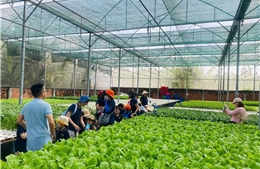 Nông nghiệp xanh mở lối hút khách về với vùng quê TP Hồ Chí Minh