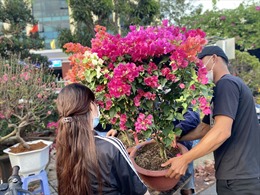 Hoa Tết khoe sắc trên các tuyến đường ở thành phố du lịch Nha Trang