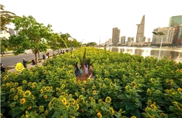 Cánh đồng hoa hướng dương khoe sắc rực rỡ bên bờ sông Sài Gòn