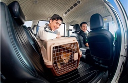 Grab mở rộng dịch vụ GrabCar Thú Cưng ra Hà Nội