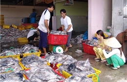 Điều tra thăm dò nguồn lợi hải sản vùng biển sâu Việt Nam
