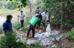 Dịch tả lợn châu Phi đã vào 5 huyện ở Điện Biên