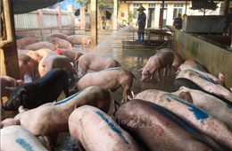 Xử lý nghiêm vận chuyển thịt lợn không rõ nguồn gốc 