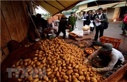 Dán tem chống hàng giả cho 1.500 tấn khoai tây Đà Lạt